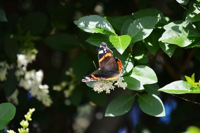 Close-up of butterfly pollinating on flower