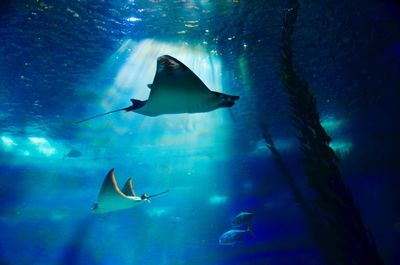 Fish swimming in aquarium