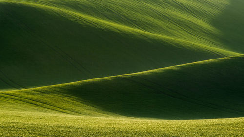 Full frame shot of green landscape