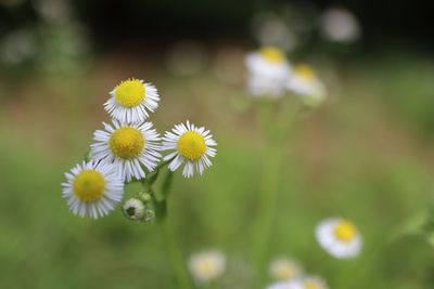 Close-up of white flowering plants on field