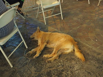 High angle view of dog outdoors