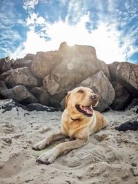 Dog relaxing on rock