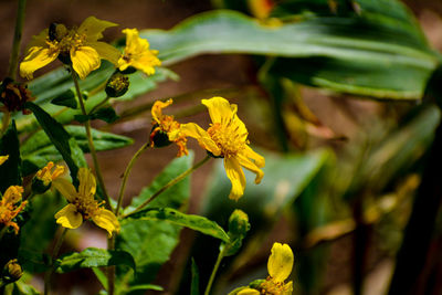 Close-up of yellow flowering plant