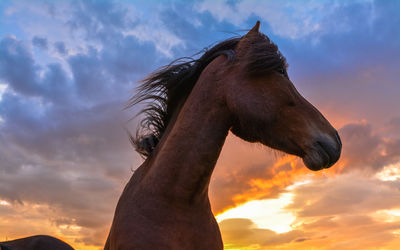Close-up of horse against sky during sunset