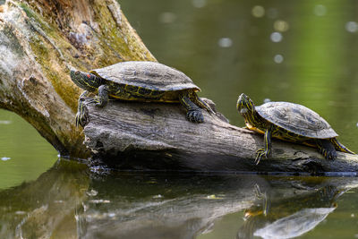 View of a turtle in lake