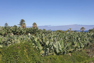 Plants growing on field against sky