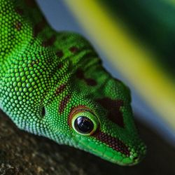 Close up of alert green lizard