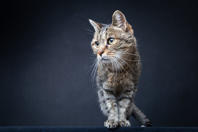 Close-up of cat sitting against gray background