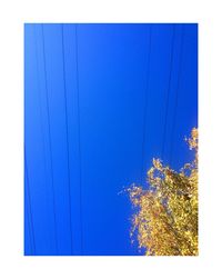 Close-up of tree against clear blue sky