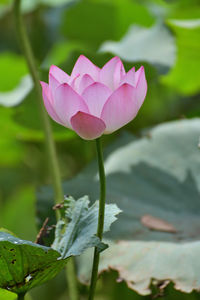 Close-up of pink flower