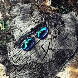 Close-up of tree stump outdoors