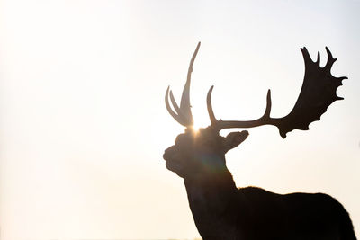 Close-up of silhouette hand holding deer against sky during sunset