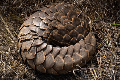 Pangolin in kruger