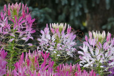 Close-up of pink flowering plants