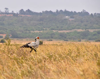 Bird perching on field