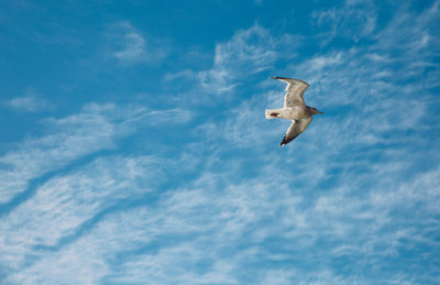 Low angle view of bird flying in sky