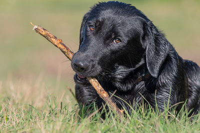 Portrait of a wet black labrador puppy playing with a stick