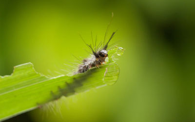 Close-up of insect on leaf