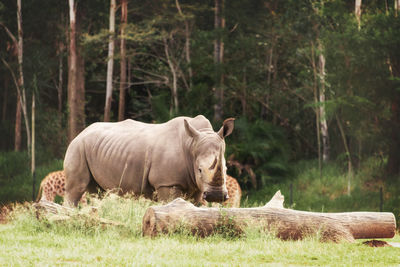 Rhinoceros on grass field
