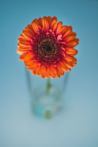 Close-up of orange flower vase over blue background