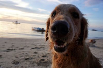 Close-up of dog at beach against sky during sunset