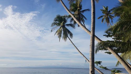 Palm tree by sea against sky