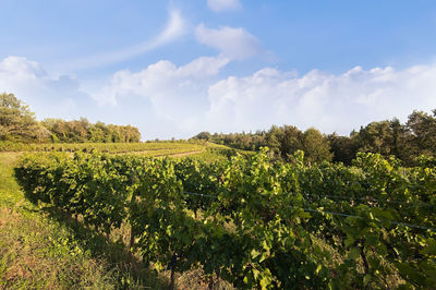 Scenic view of vineyard against sky