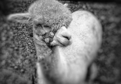 Close-up of a cat sleeping