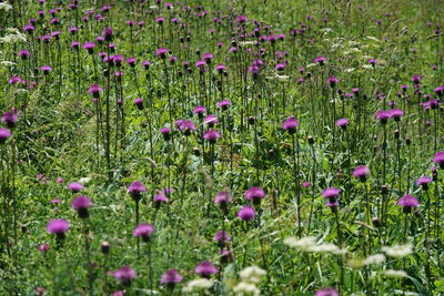 Purple flowering plants on field