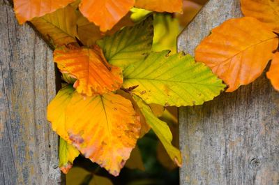 Close-up of yellow maple leaf on wood