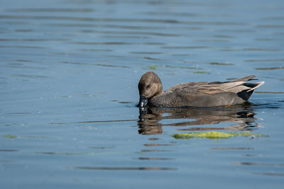 Duck swimming in lake