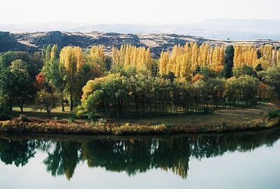 Reflection of trees in calm lake