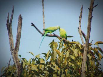Low angle view of bird perching on tree against sky