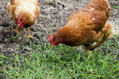 Close-up of rooster on field