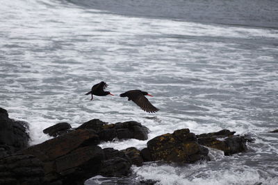 Seagulls flying over sea