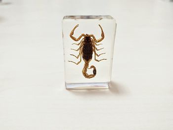 Close-up of insect on white background