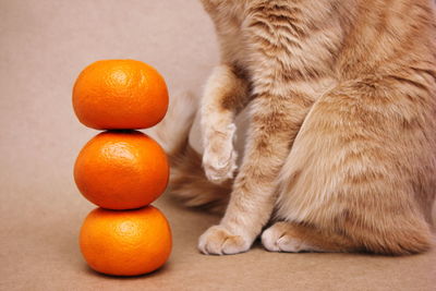 Part of a red cat near a pyramid of three orange tangerines.