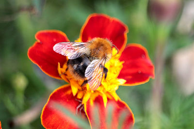 Close-up of insect on red flower