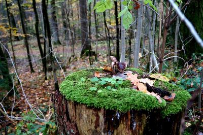 Close-up of mushrooms growing on tree trunk