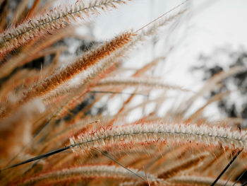 Close-up of dried plant during winter