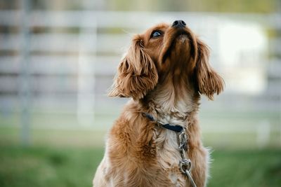 Close-up of dog outdoors