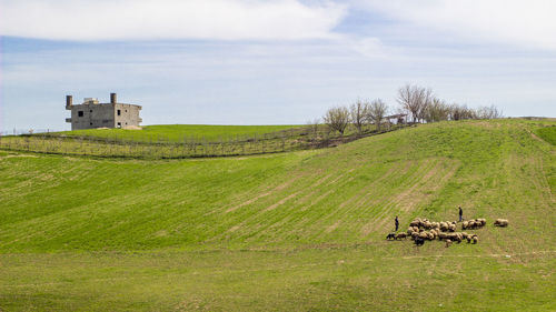 Scenic view of grassy field against sky