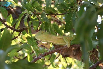 Close-up of lizard on tree branch