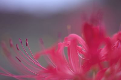 Close-up of pink rose flower