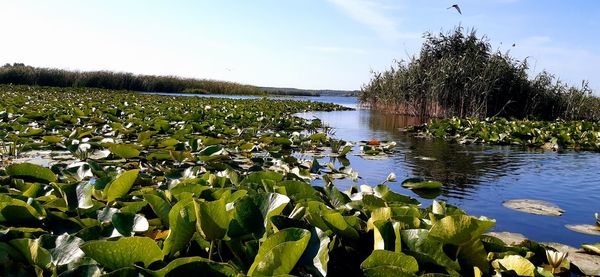 Scenic view of lake against sky