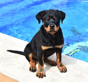 Portrait of black puppy against swimming pool
