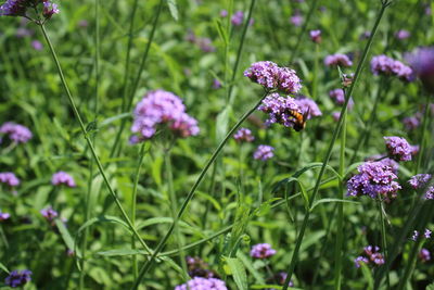 Close-up of purple flowering plants