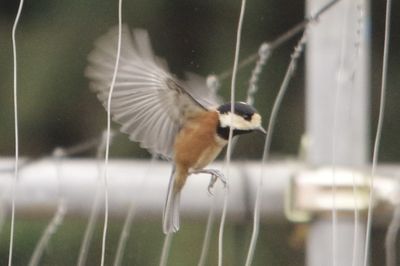 Close-up of a bird flying