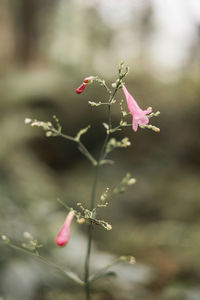 Close-up of pink flowering plant