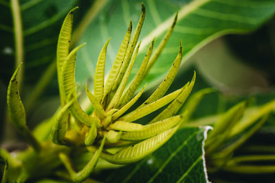 Young shoots of mango trees when it rains.